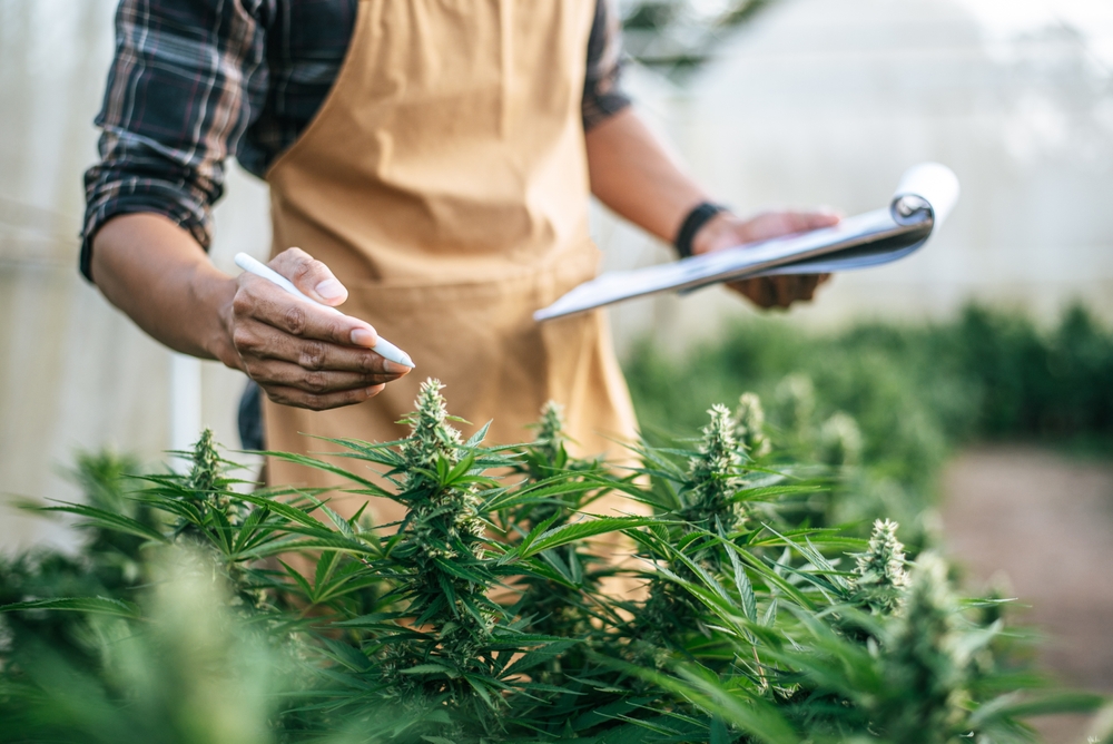 Will Legal Weed in Nevada Affect the Rights of Car Accident Victims